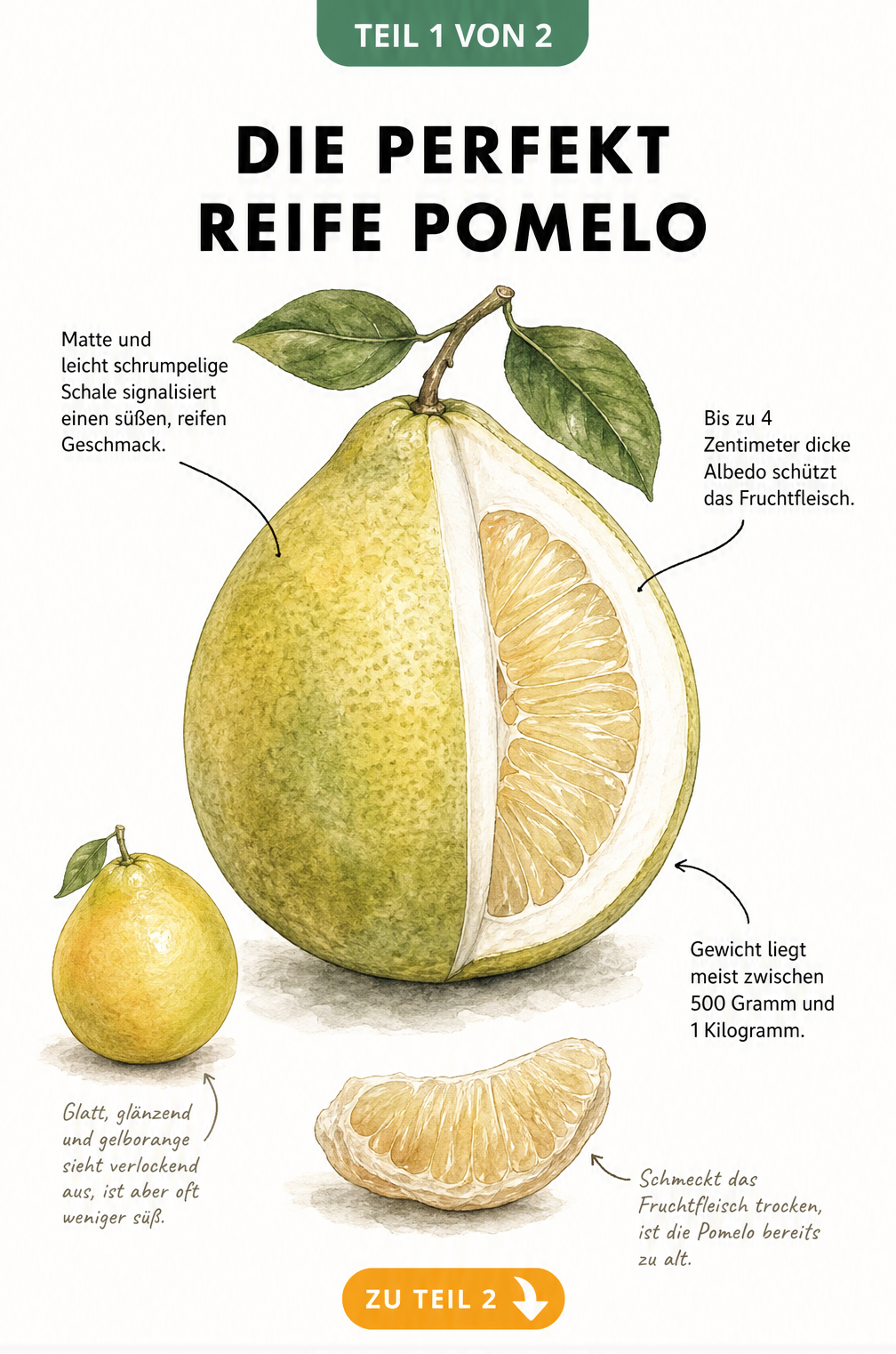Illustration einer Pomelo im Anschnitt mit Hinweisen zu Schale, Albedo und Fruchtfleisch
