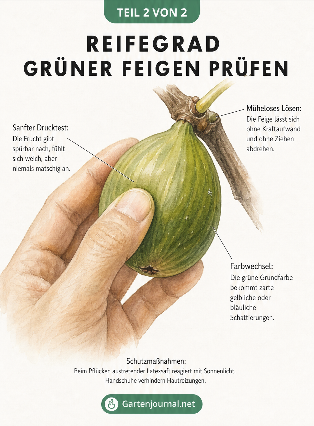 Nahaufnahme einer grünen Feige am Ast, bei der ein Finger sanft die Schale eindrückt, um den Reifegrad zu prüfen.