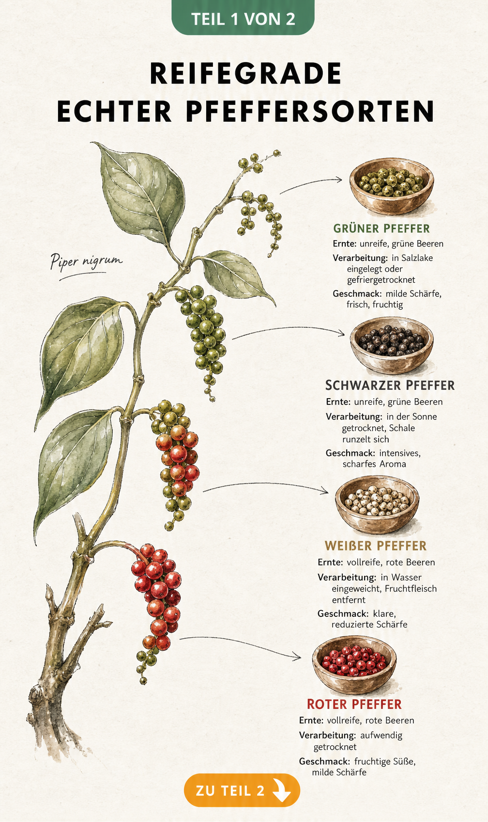Botanische Illustration eines Pfefferstrauchs mit Pfefferbeeren in verschiedenen Reifestadien und Holzschälchen mit grünem, schwarzem, weißem und rotem Pfeffer