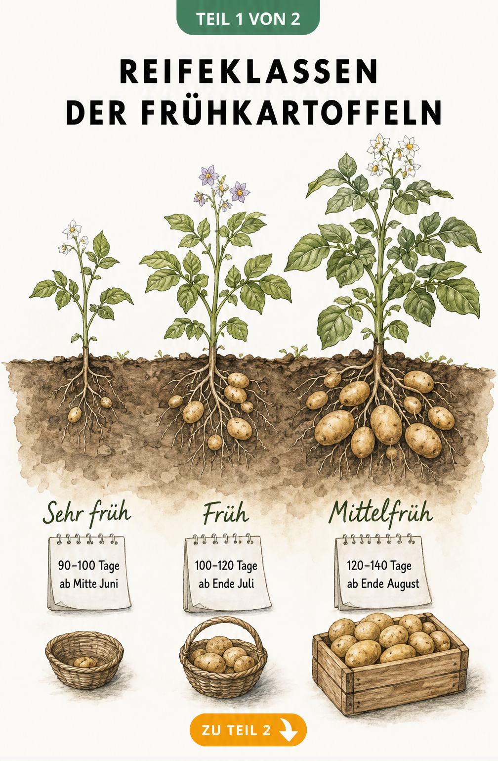 Illustration der drei Reifeklassen von Frühkartoffeln mit Erntezeiten und Lagerfähigkeit