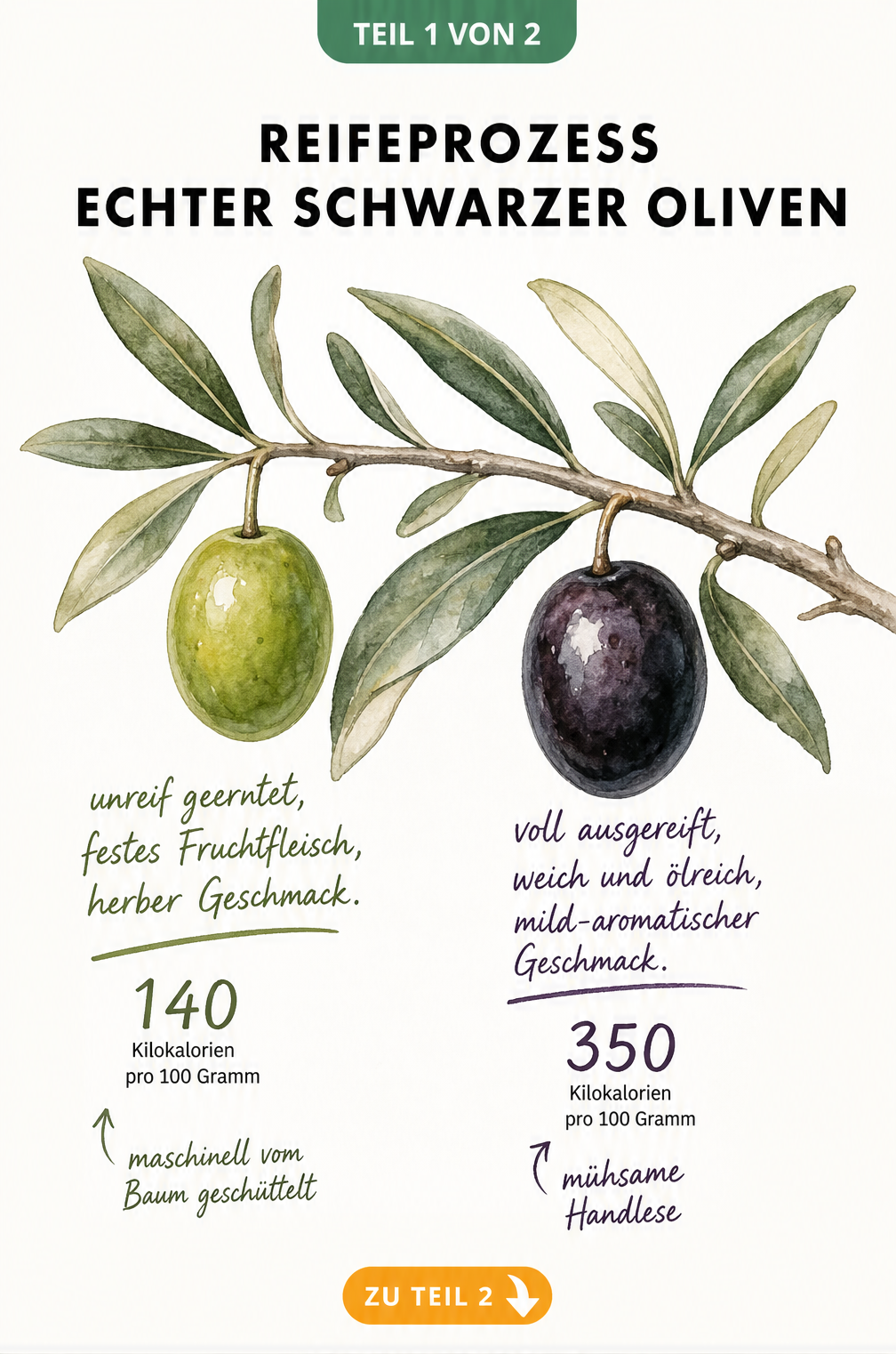 Illustration eines Olivenzweigs, der den Reifeprozess von der grünen zur schwarzen Olive zeigt