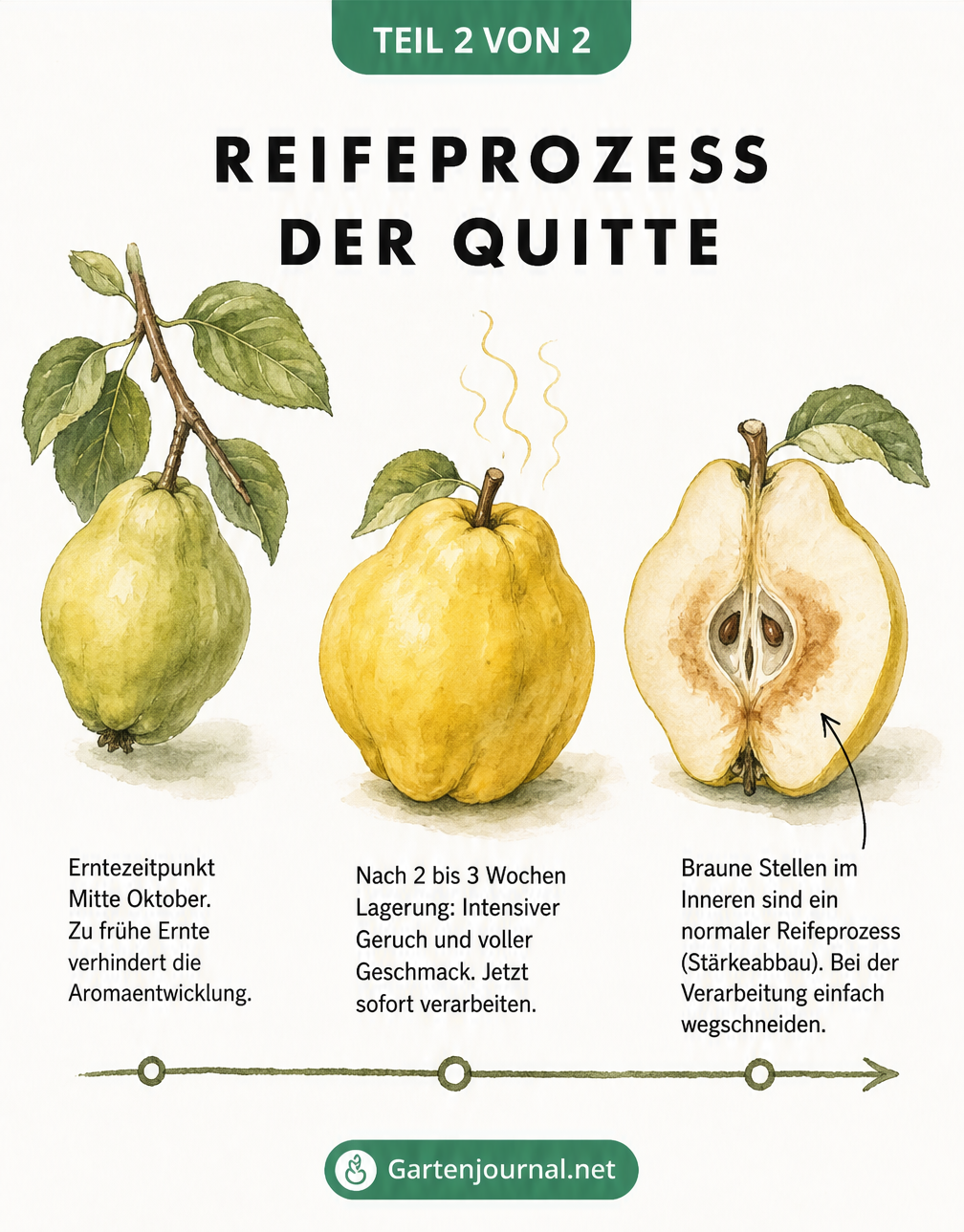 Botanische Illustration des Reifeprozesses einer Quitte in drei Stadien von grün bis aufgeschnitten mit braunen Stellen