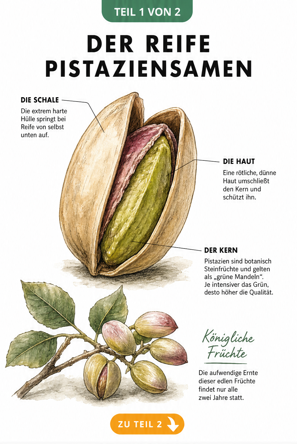Botanische Illustration eines reifen Pistaziensamens mit geöffneter Schale und roter Haut