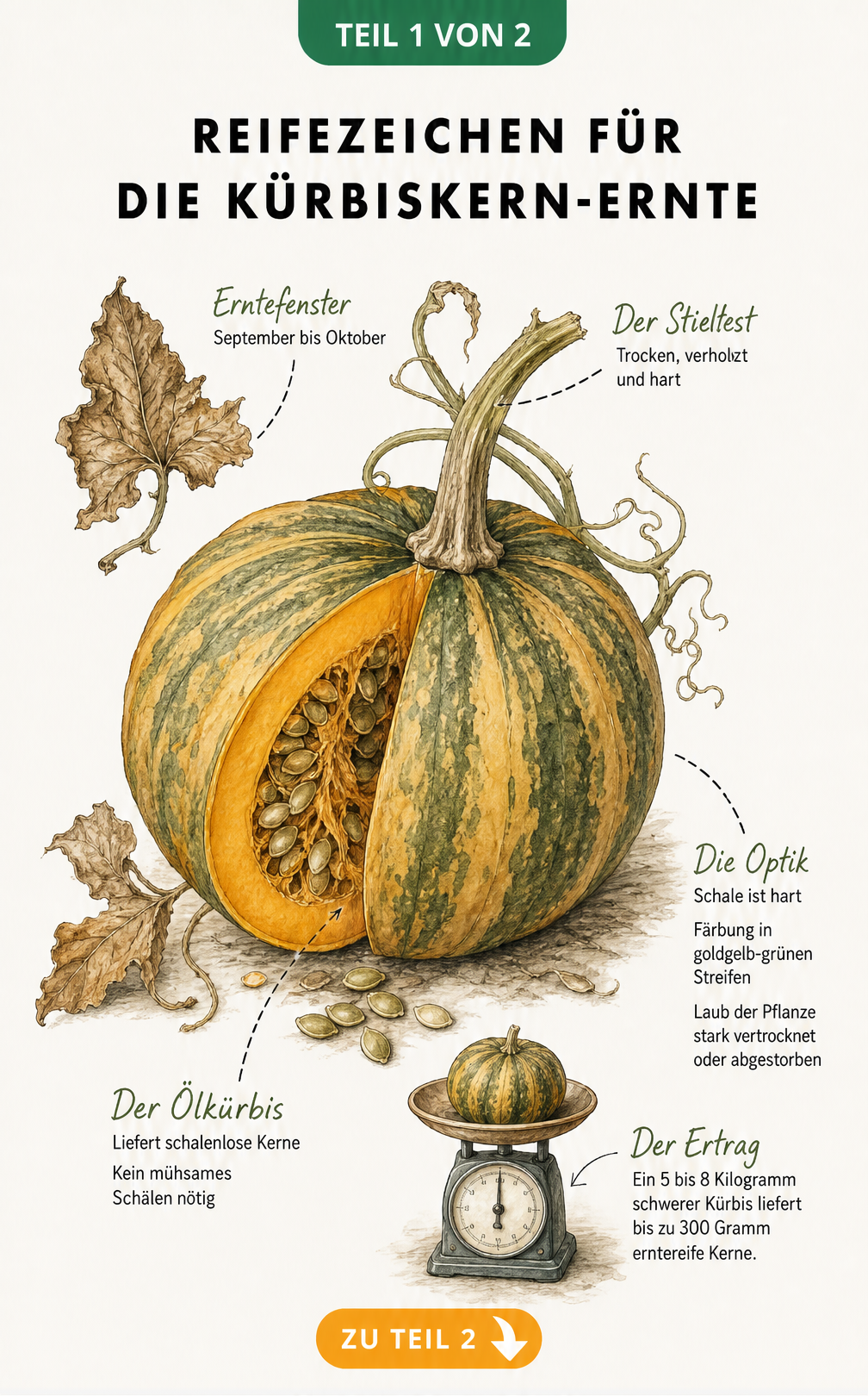 Illustration eines aufgeschnittenen Ölkürbisses mit Reifezeichen wie verholztem Stiel und goldgelb-grüner Schale für die Kürbiskern-Ernte