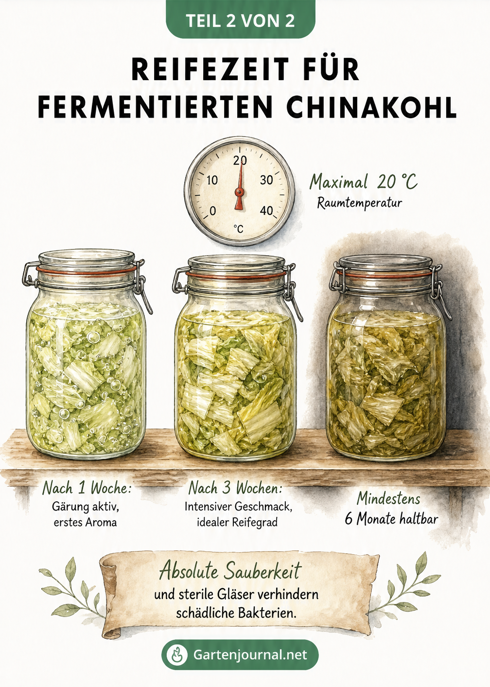 Aquarell-Illustration von drei Einmachgläsern auf einem Regalbrett, die den Reifeprozess von fermentiertem Chinakohl über Wochen und Monate zeigen.