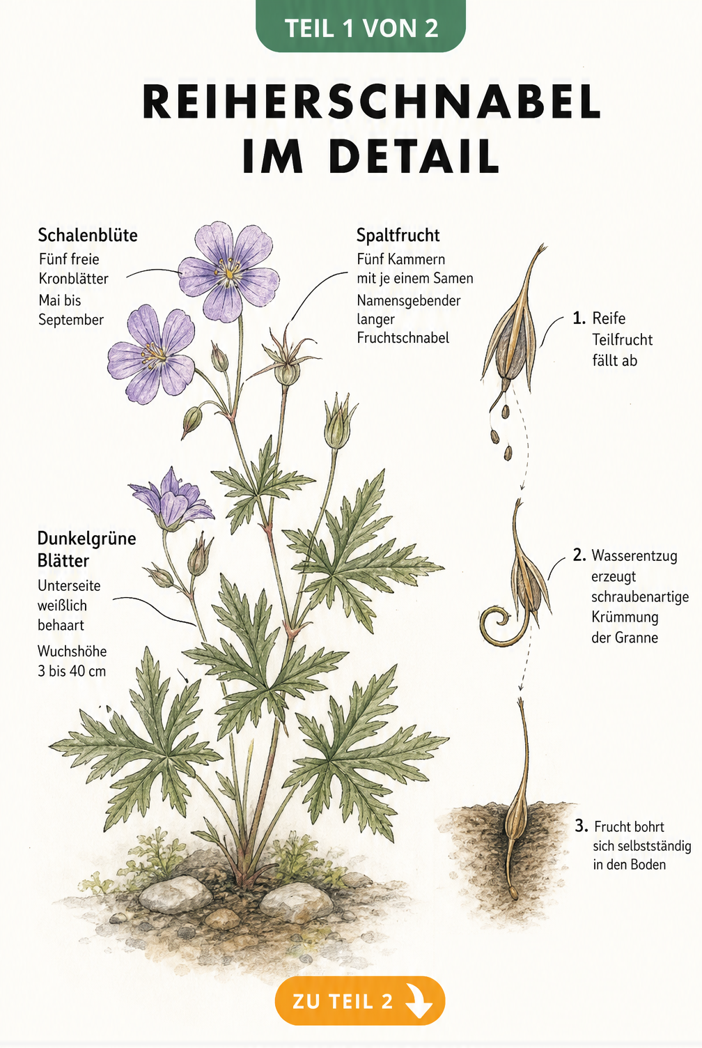 Botanische Illustration des Reiherschnabels mit Details zu Blüte, Laub und der schraubenartigen Frucht