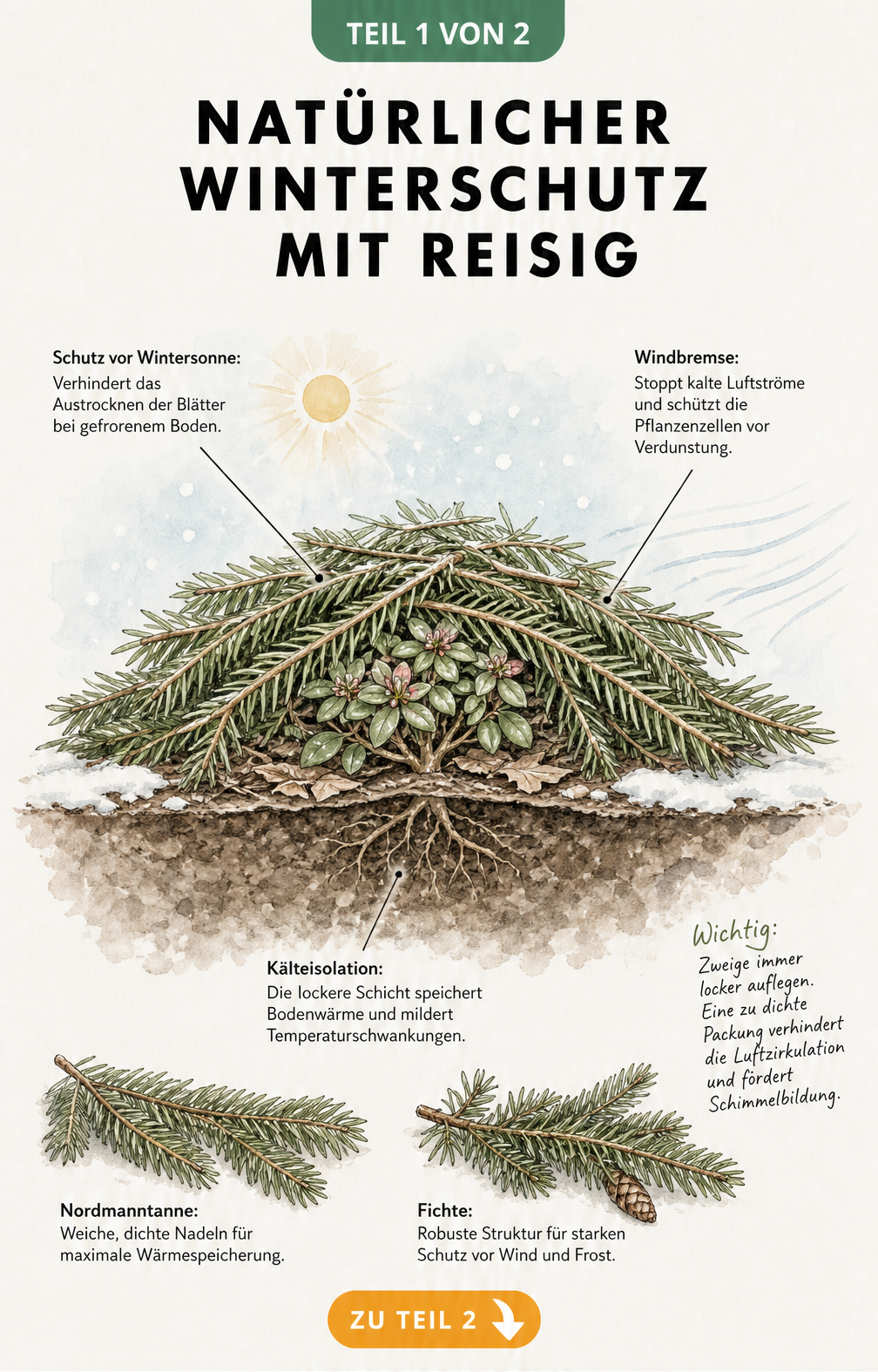 Querschnitt einer Gartenpflanze mit Reisigabdeckung als Winterschutz gegen Sonne, Wind und Kälte
