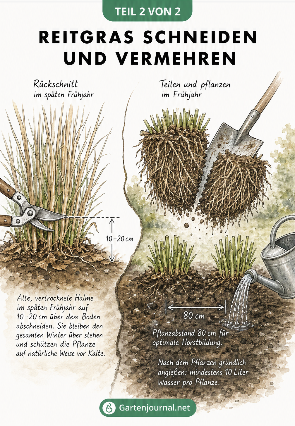Illustration zum Rückschnitt und zur Vermehrung von Reitgras durch Teilung im Frühjahr