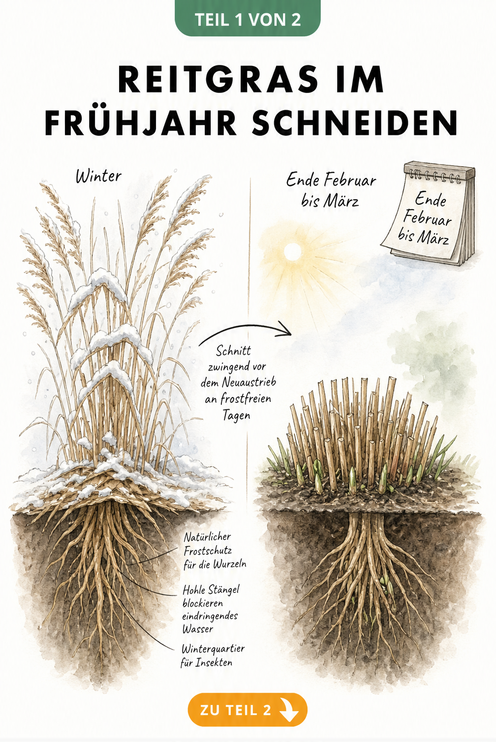 Illustration einer Reitgras-Pflanze im Winter mit ungeschnittenen Halmen und im Frühjahr mit gekappten Halmen und Neuaustrieb