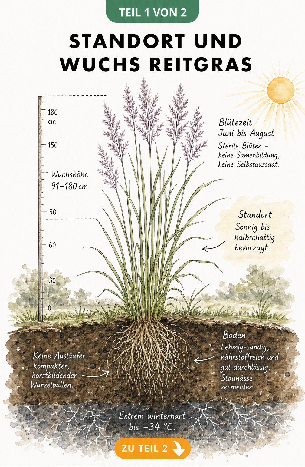 Botanische Illustration von Reitgras mit Wurzelballen, Wuchshöhe und Hinweisen zu Standort und Winterhärte