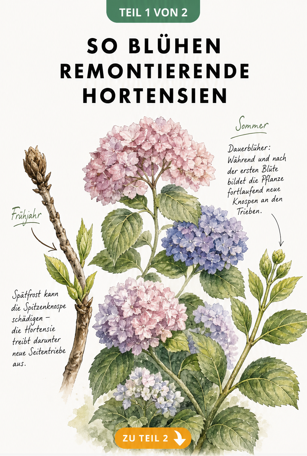 Botanische Illustration einer remontierenden Hortensie, die Spätfrost-Toleranz und Dauerblüte durch neue Triebe und Knospen zeigt.