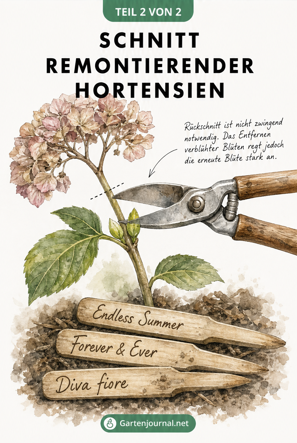 Illustration eines Hortensienzweigs beim Schnitt verblühter Dolden über neuen Knospen, mit Holzsteckern der Sorten Endless Summer, Forever & Ever und Diva...