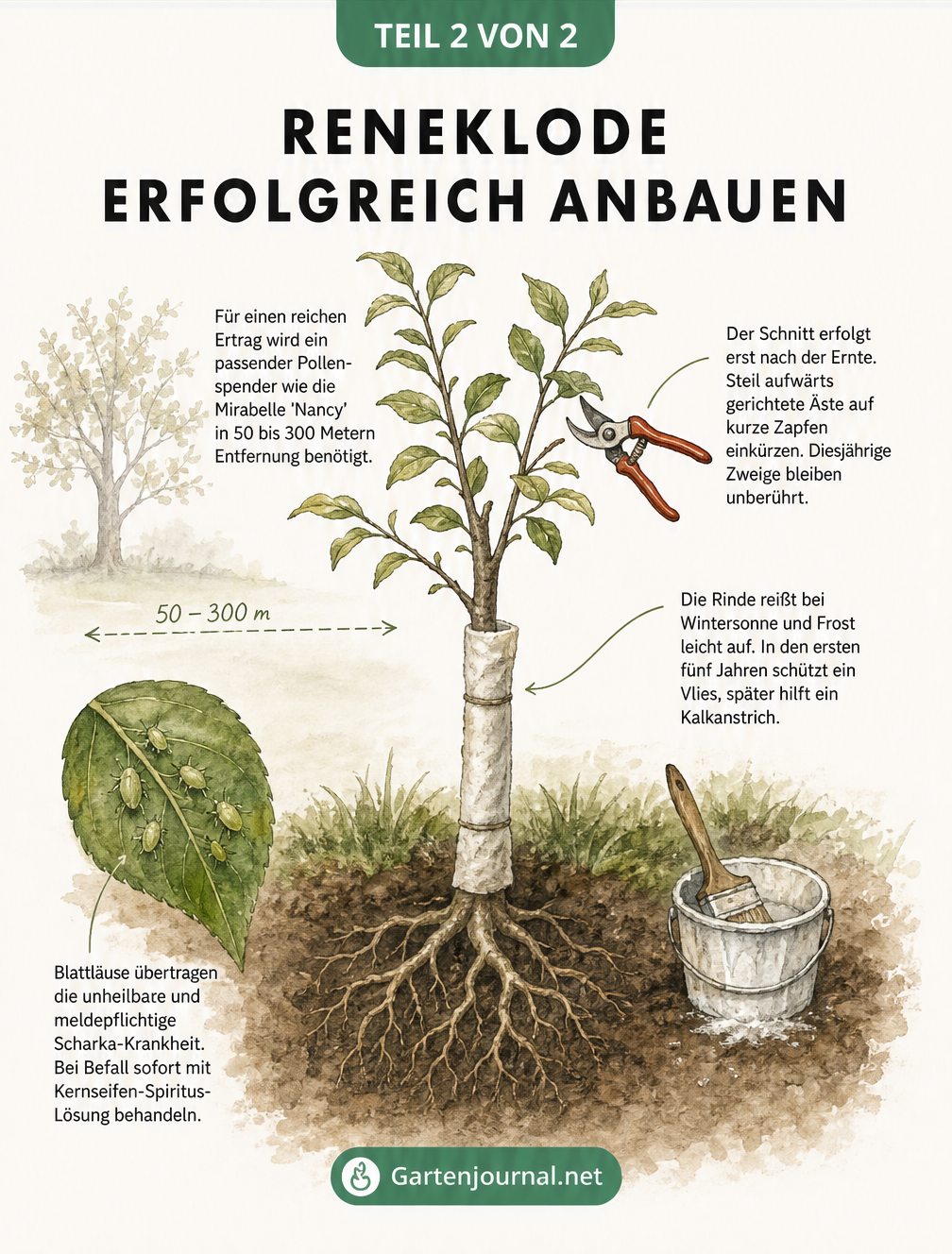 Illustration eines jungen Reneklodenbaums im Garten mit Gartenschere, Stammschutz und Blattläusen