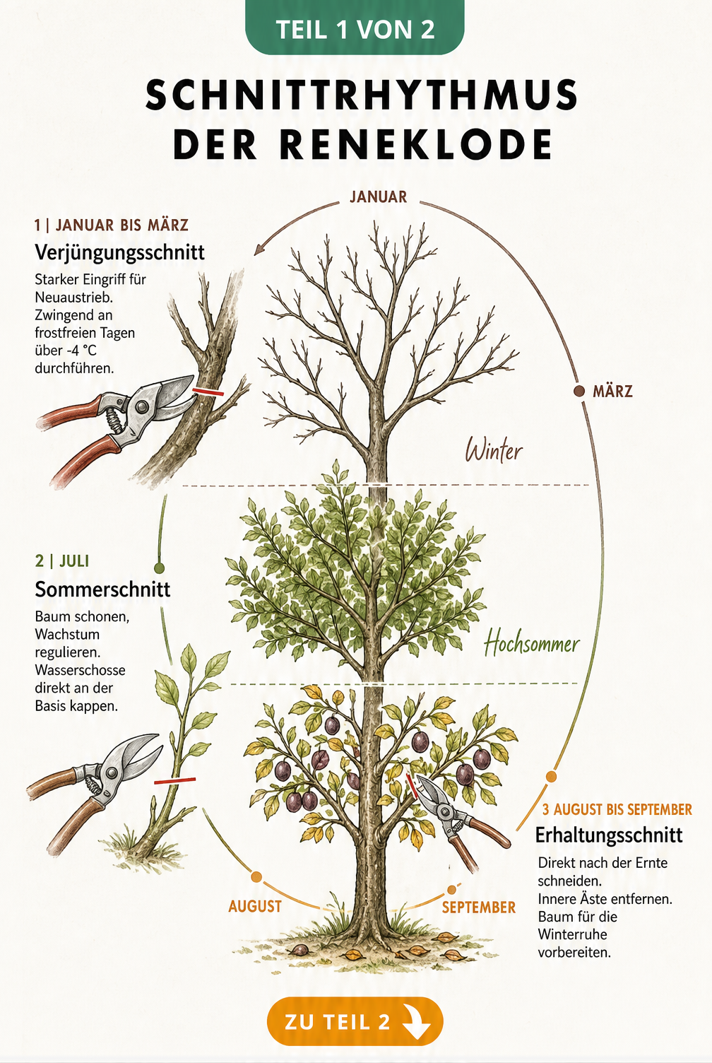 Illustration eines Reneklodenbaums im Jahresverlauf mit Schnittphasen: Winter, Hochsommer und Spätsommer.