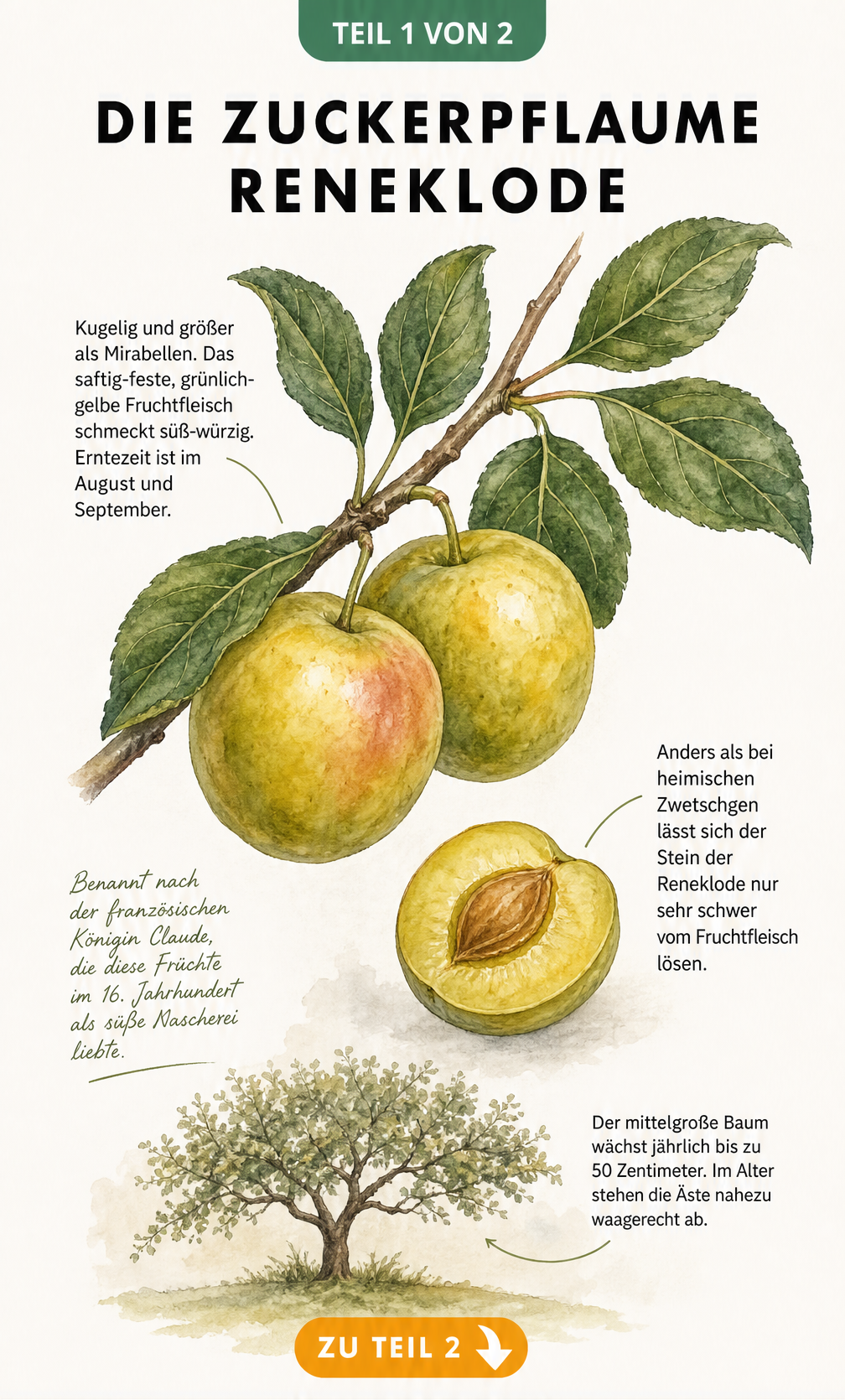 Botanische Illustration einer Reneklode mit Zweig, Blättern, gelbgrünen Früchten und Baumsilhouette