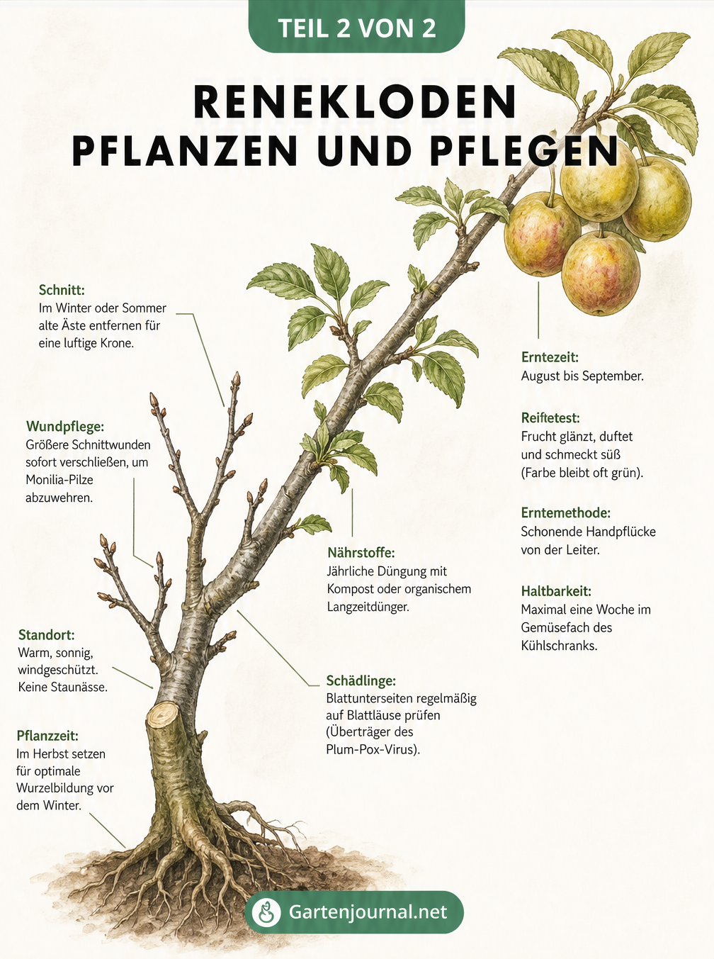 Gezeichneter Ast eines Reneklodenbaums im Jahresverlauf mit Tipps zu Pflanzung, Pflege und Ernte