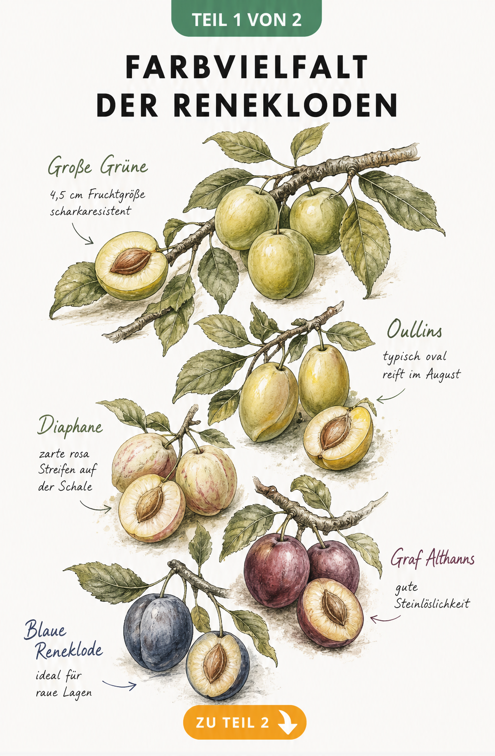 Botanische Aquarell-Illustration verschiedener Renekloden-Sorten mit grünen, gelben und rotvioletten Früchten am Ast
