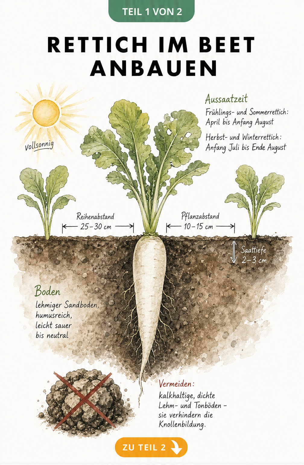 Botanische Querschnitt-Illustration eines Gartenbeets mit einem weissen Rettich, die Pflanzabstaende, Saattiefe und Bodenanforderungen zeigt