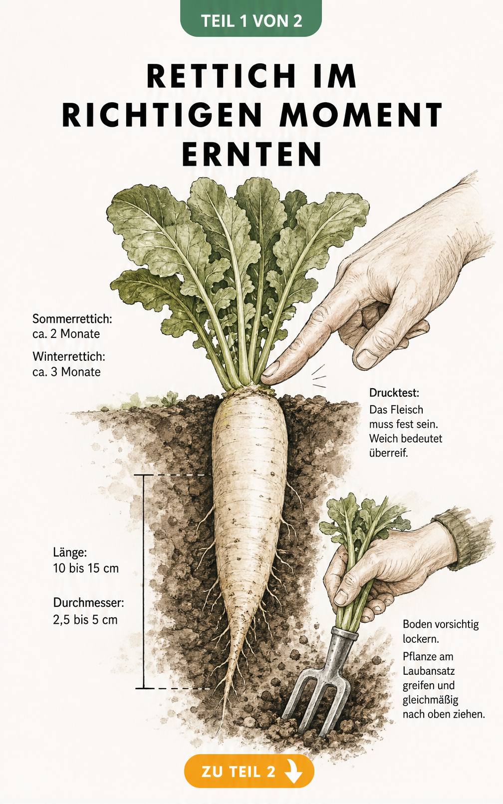 Illustration eines erntereifen Rettichs im Boden mit Maßangaben und Anleitung zum Drucktest und zur Ernte