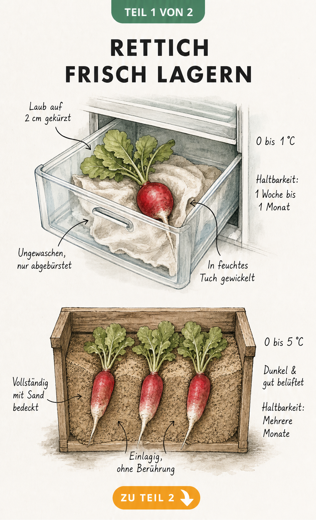 Illustration zur Lagerung von Rettich im Kühlschrank und im Keller mit Temperaturangaben und Haltbarkeit