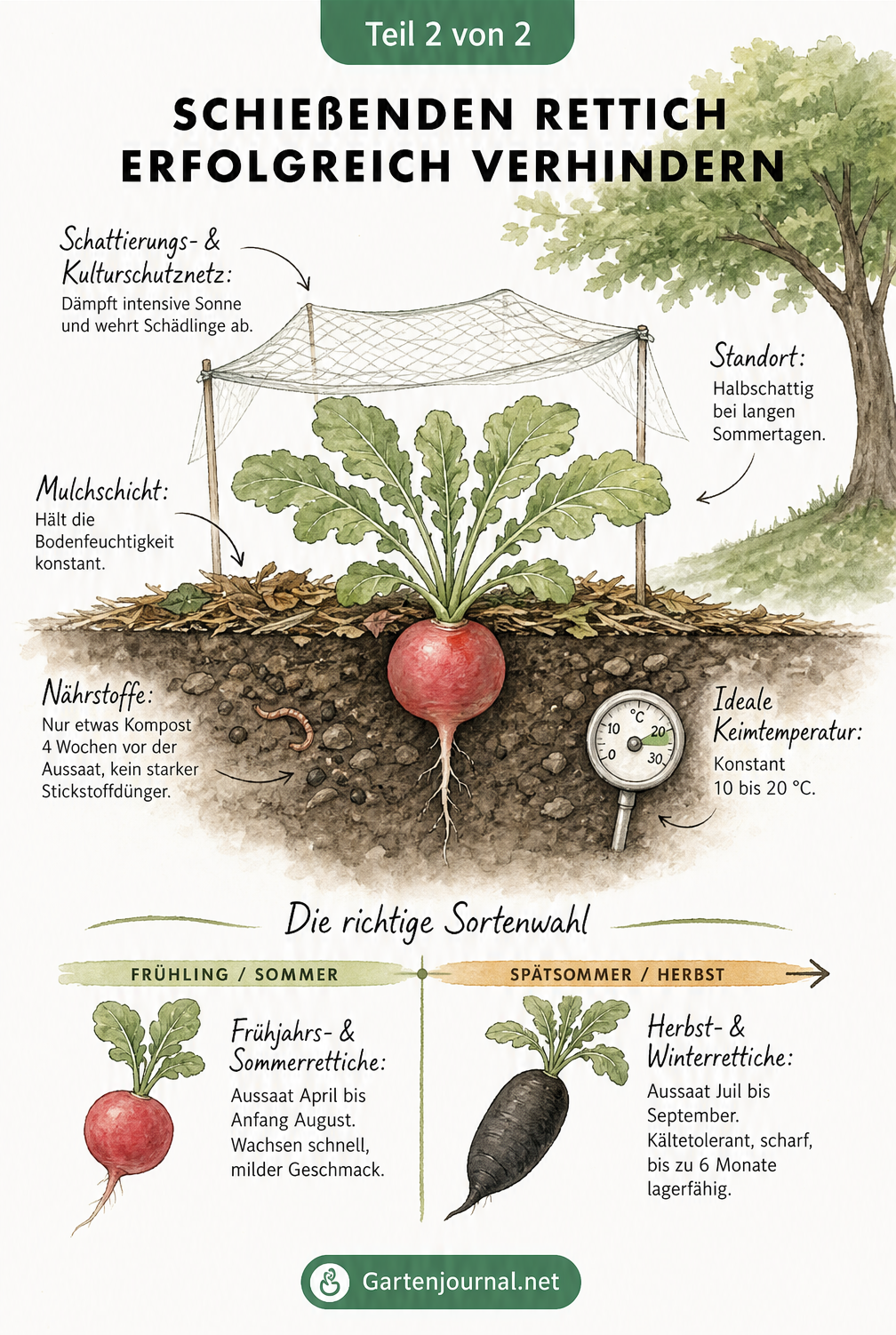 Querschnitt eines Gartenbeets mit einer gesunden Rettichpflanze, die eine pralle Knolle hat, geschützt durch ein Kulturschutznetz und Mulch, ergänzt durch...