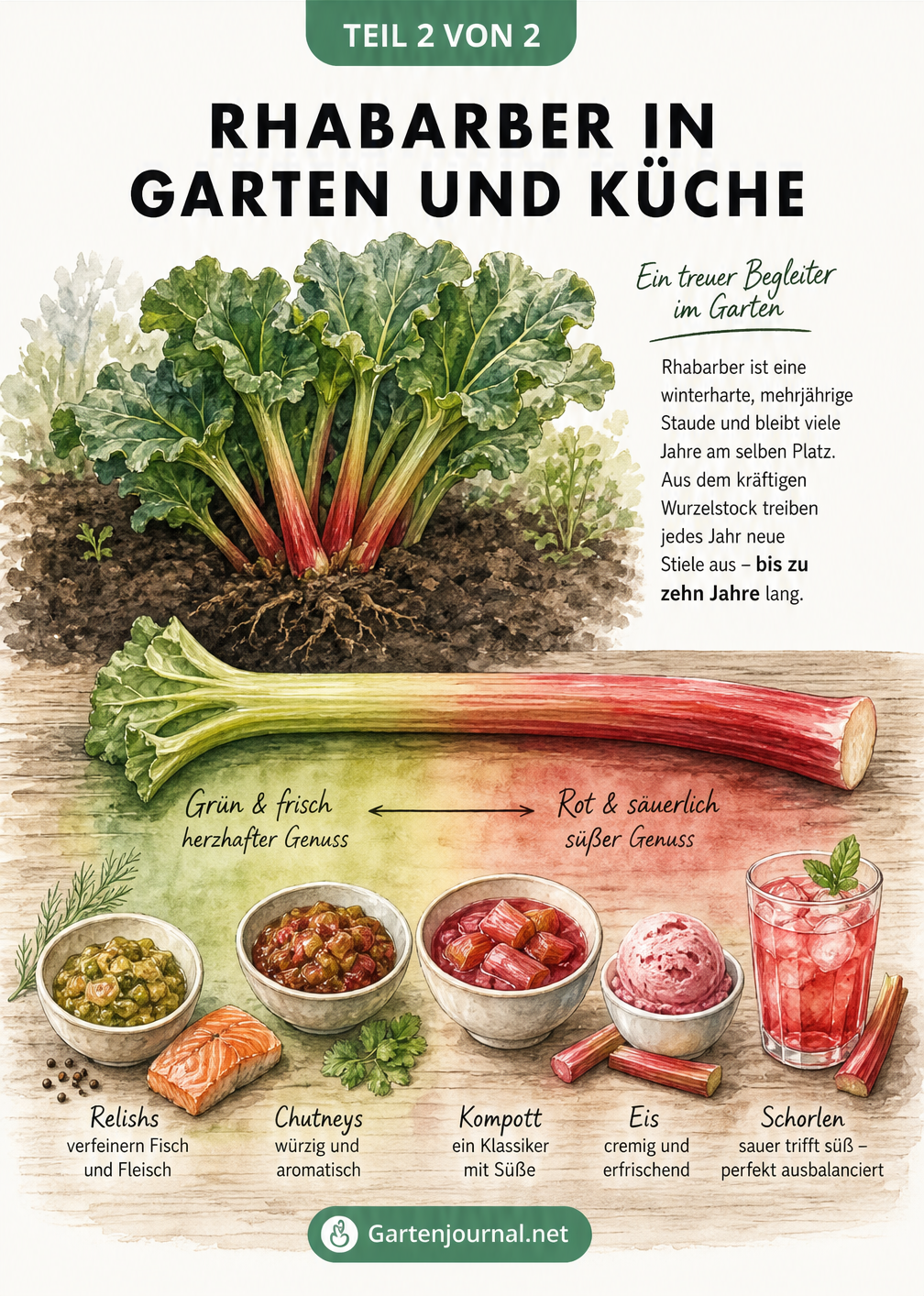 Aquarell-Zeichnung von Rhabarber im Garten und einer Geschmacksskala von herzhaft bis süß in der Küche