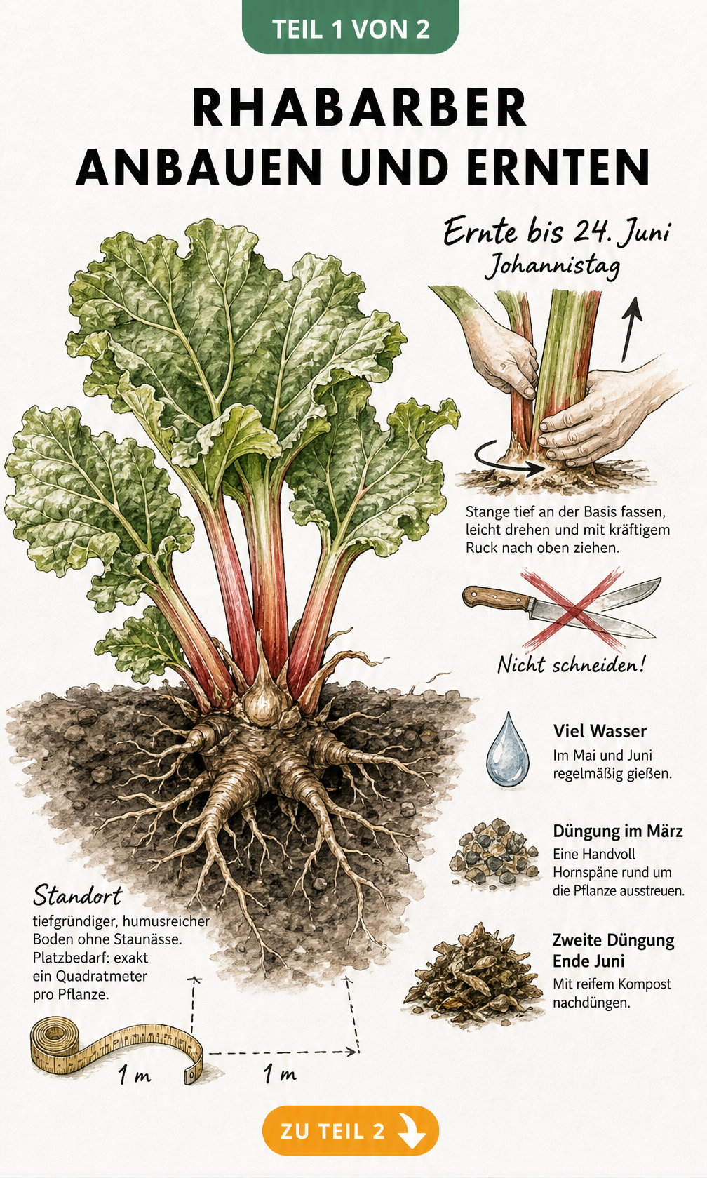 Botanische Illustration einer Rhabarberstaude im Querschnitt mit Wurzelstock, Standortbedingungen und Pflegehinweisen
