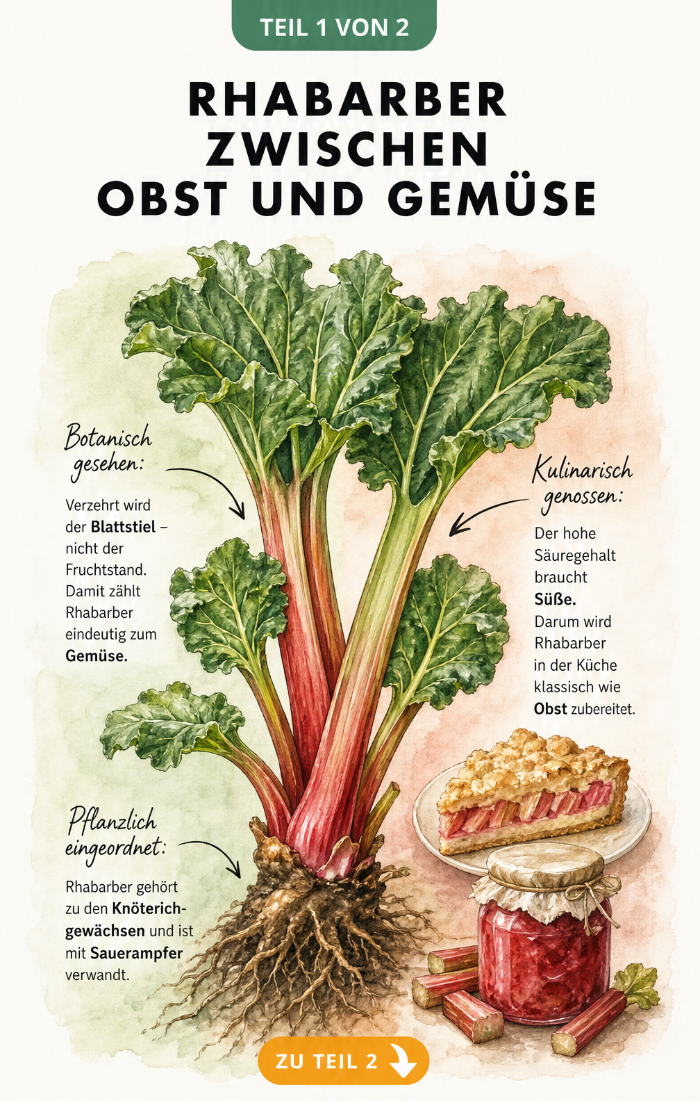 Botanische Illustration einer Rhabarberpflanze, die die Einordnung als Gemüse und die Nutzung wie Obst erklärt
