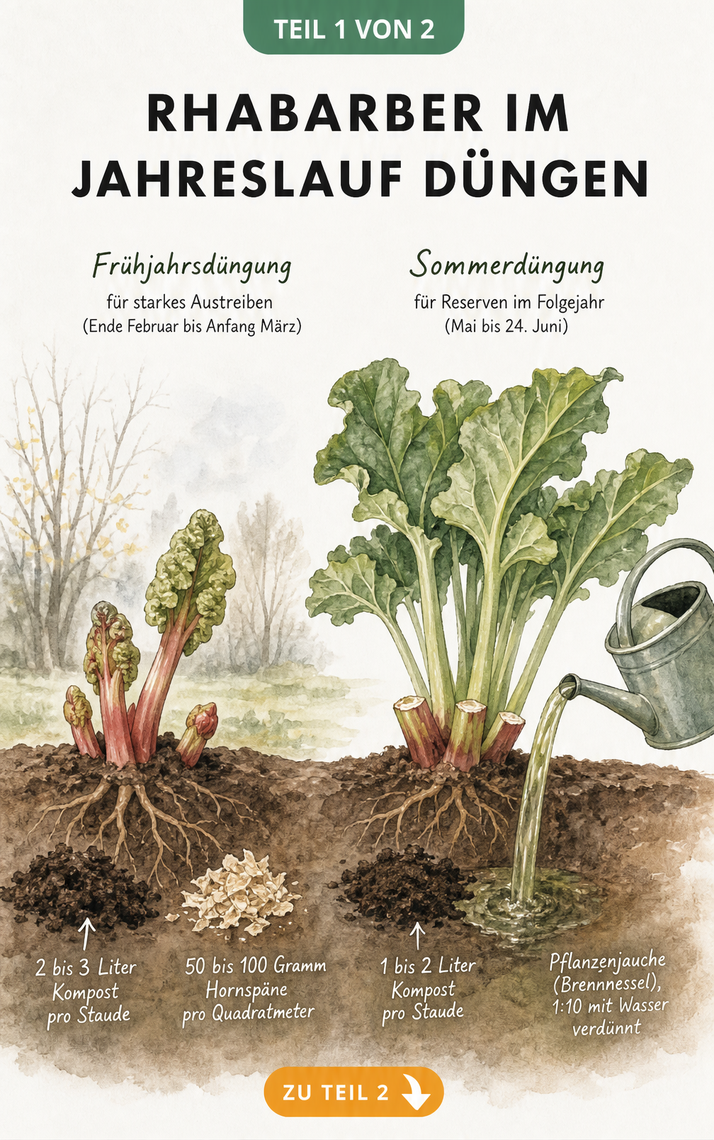 Botanische Illustration des Rhabarbers im Jahreslauf mit Düngegaben im Frühjahr und Frühsommer