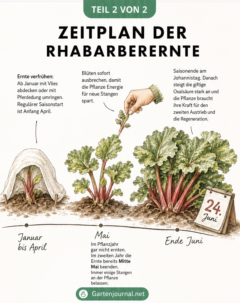 Zeitstrahl der Rhabarberernte von Januar bis Ende Juni, mit Tipps zur Verfrühung und dem Saisonende am Johannistag.