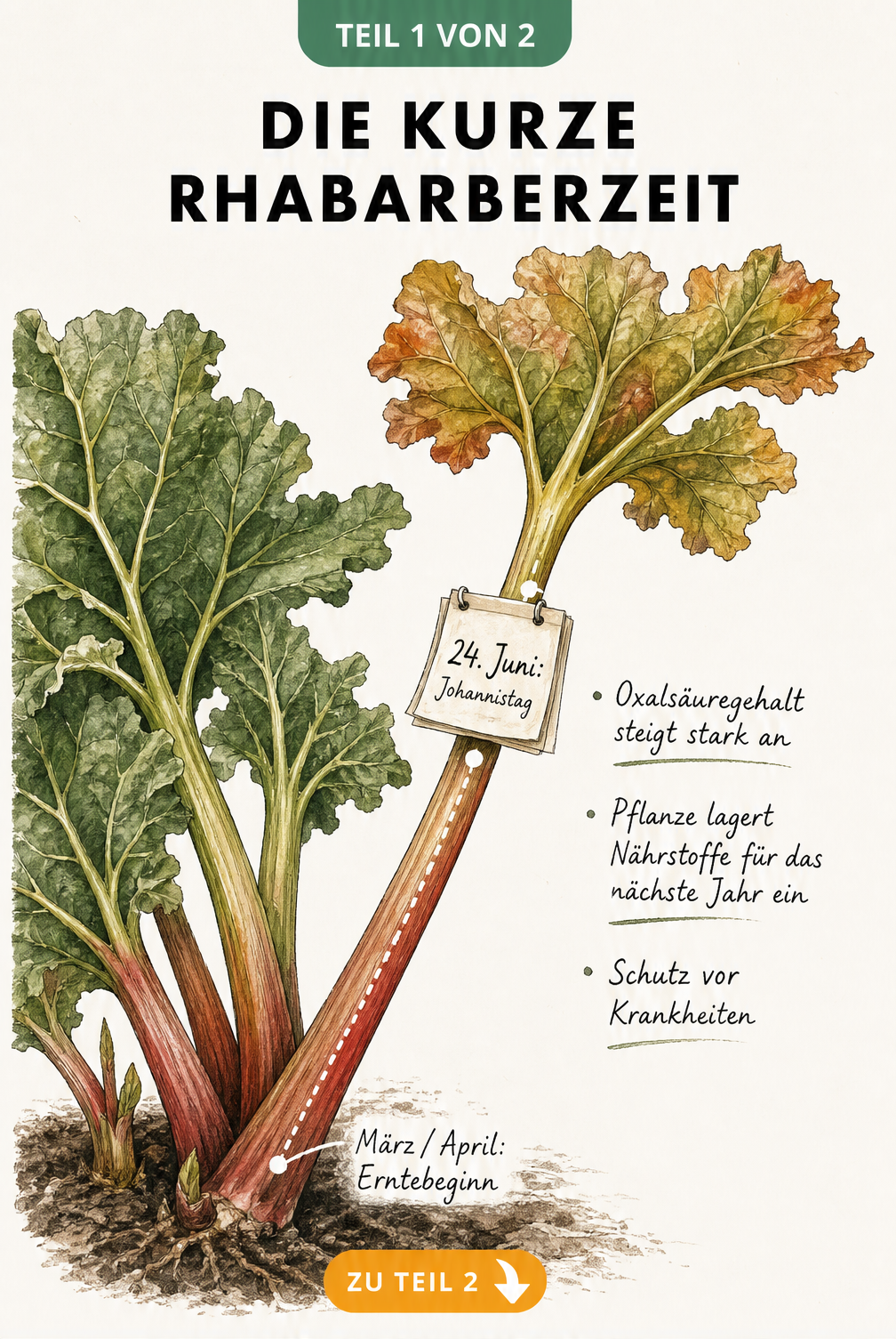 Botanische Illustration einer Rhabarberpflanze mit Zeitachse von März bis zum Johannistag am 24. Juni und Erklärungen zum Erntestopp.