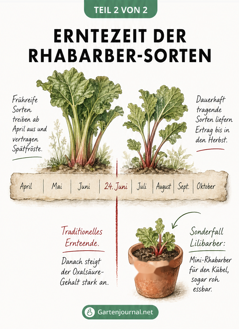 Zeitstrahl zur Erntezeit von Rhabarber-Sorten von April bis Oktober mit traditionellem Ernteende