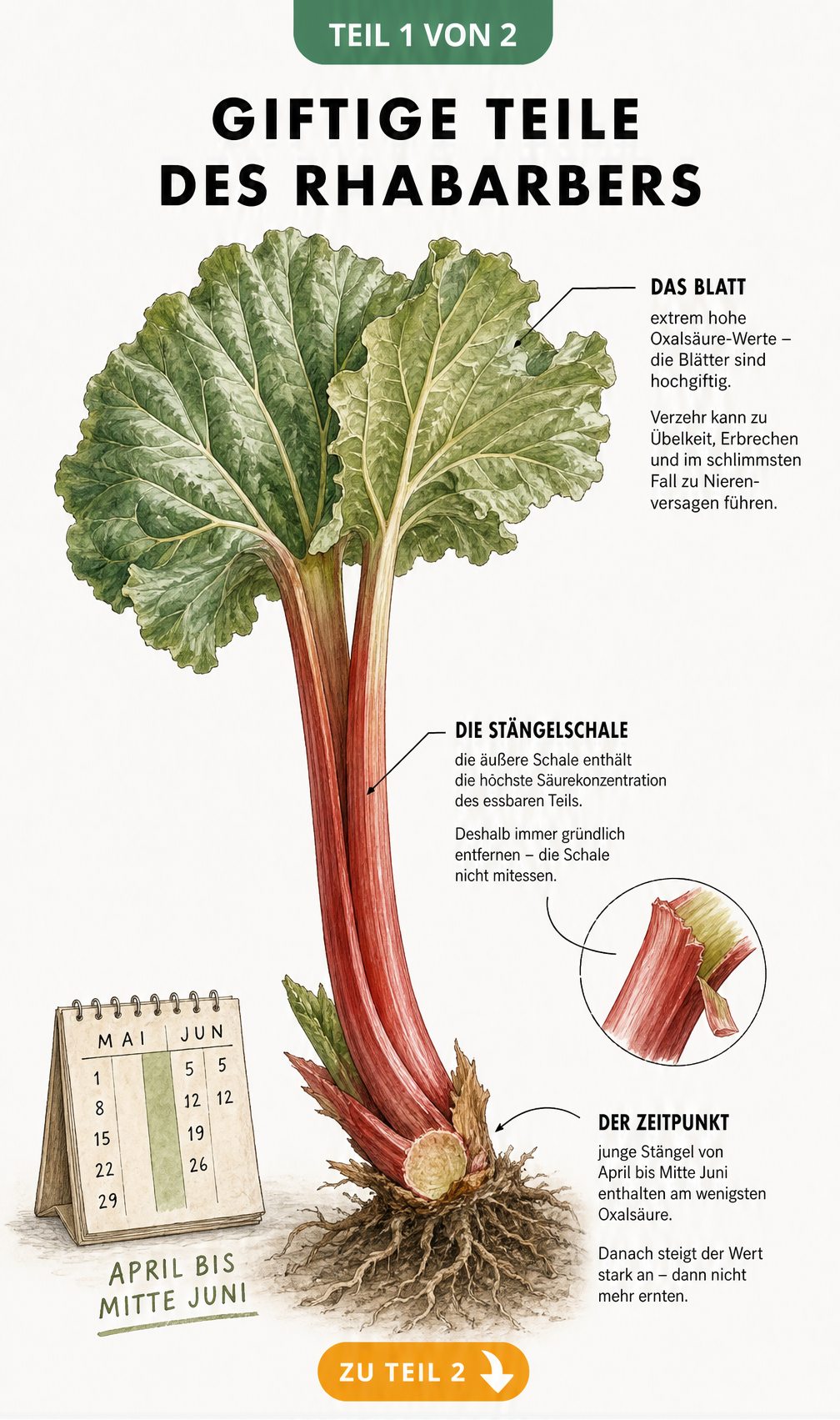 Botanische Illustration einer Rhabarberpflanze mit Markierung der giftigen Blätter, der schälbaren Stängel und der Erntezeit