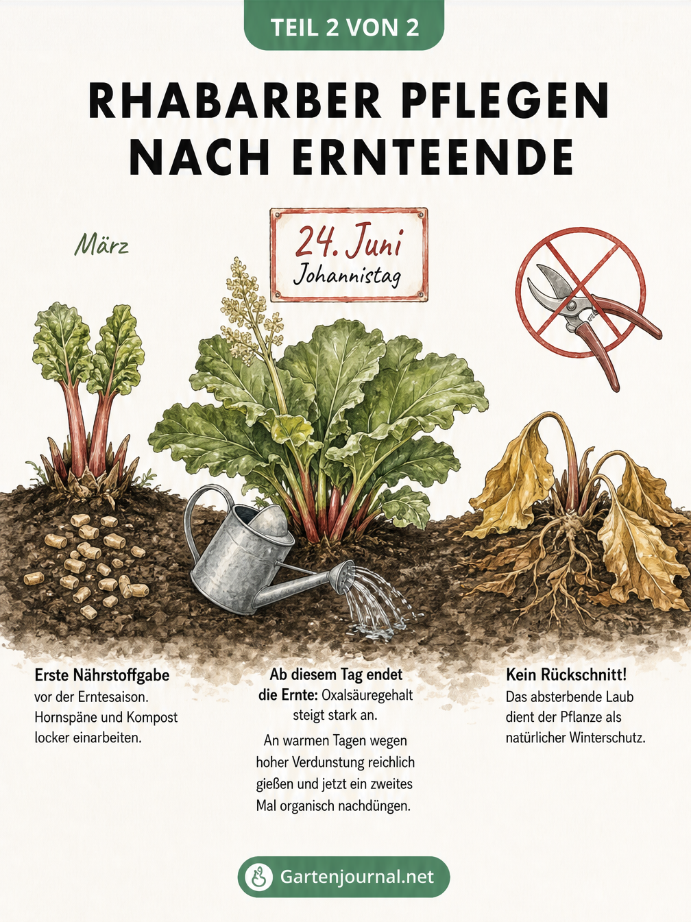 Illustration der Rhabarberpflege im Jahresverlauf: Düngen im Frühjahr, Ernteende am Johannistag und Laub als Winterschutz.