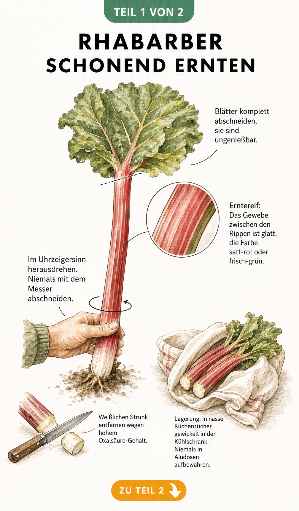 Illustration einer Rhabarberstange, die durch Herausdrehen geerntet wird, mit Hinweisen zum Entfernen von Blatt und Strunk.