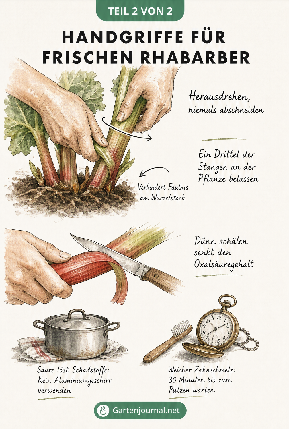 Illustrationen zur richtigen Handhabung von Rhabarber: Stangen herausdrehen statt abschneiden und dünn schälen zur Reduzierung von Oxalsäure.
