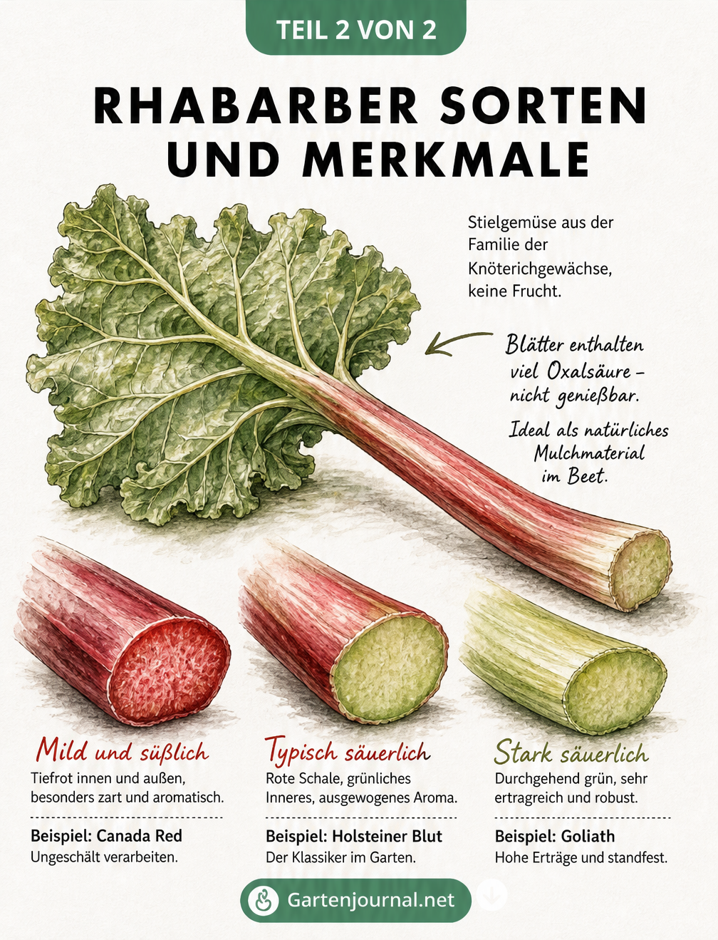 Illustration eines Rhabarberstiels mit Blatt und drei Querschnitten verschiedener Rhabarbersorten zur Geschmacksunterscheidung