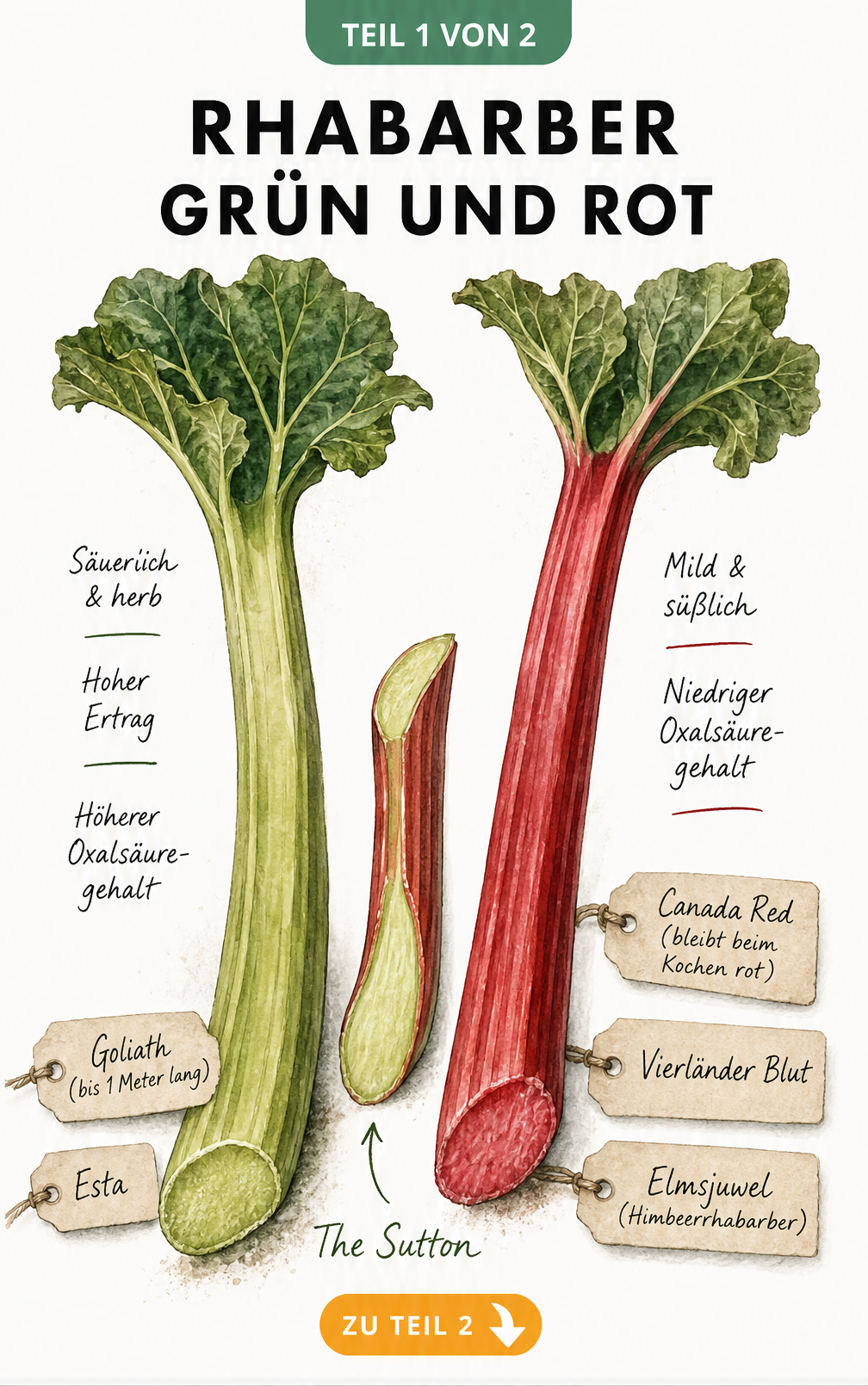 Botanische Illustration von grünem und rotem Rhabarber mit Sortenbeispielen und Geschmackseigenschaften