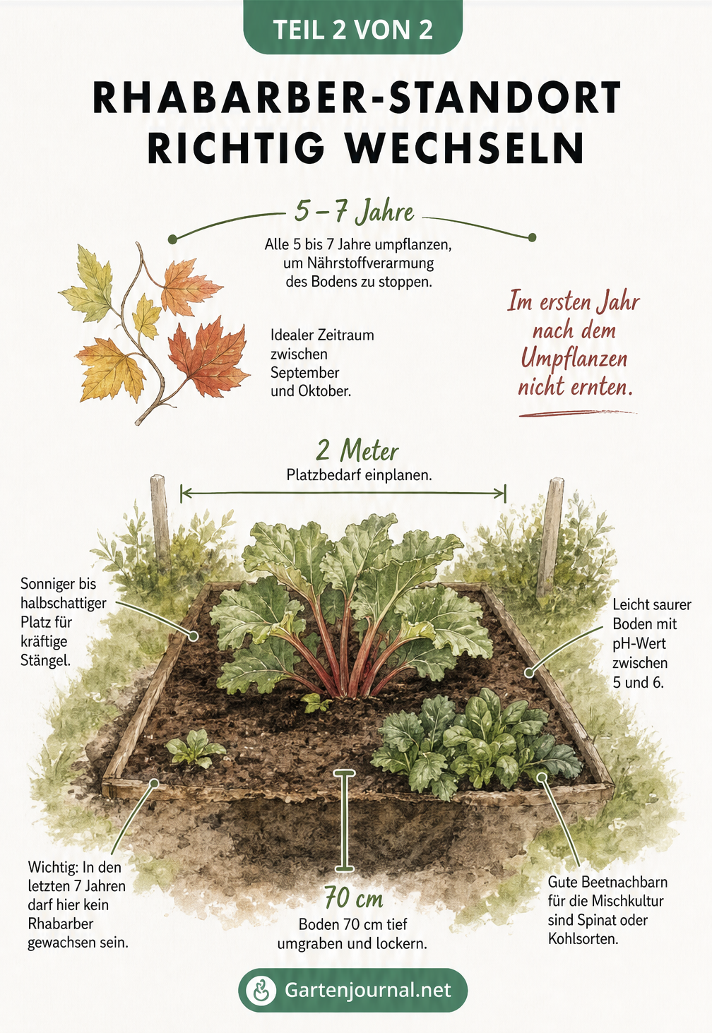 Illustration eines Gartenbeets mit den idealen Standortbedingungen und dem Zeitplan für das Umpflanzen von Rhabarber