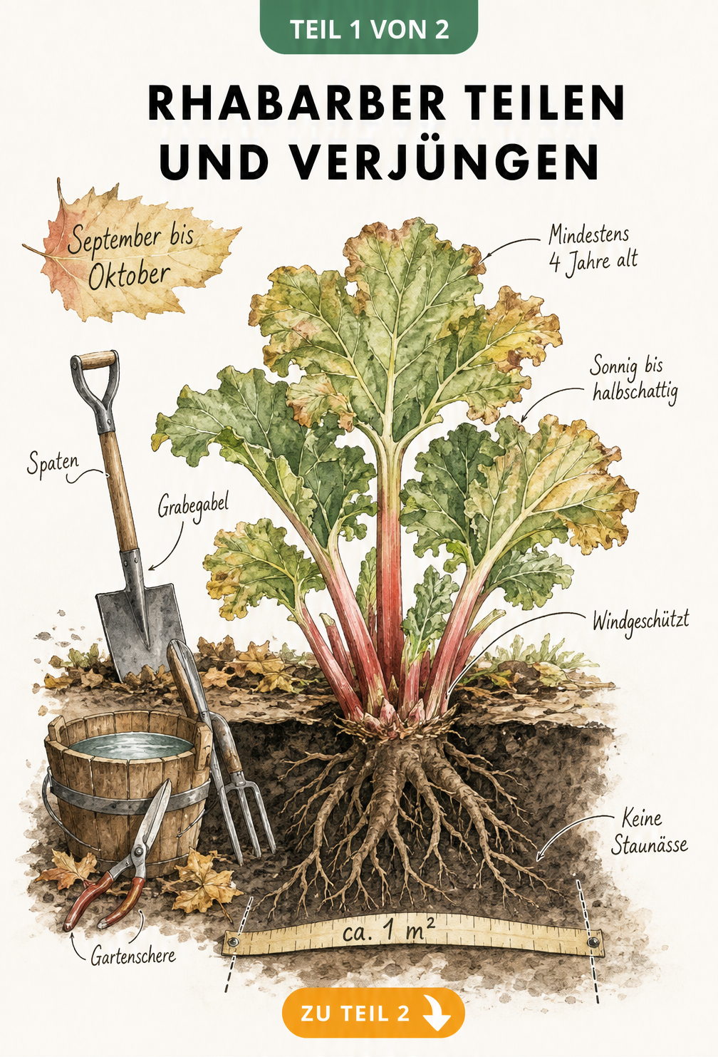 Botanische Illustration einer Rhabarberpflanze im Herbst mit Spaten, Grabegabel und Maßband, die den Platzbedarf und Standortbedingungen zeigt.