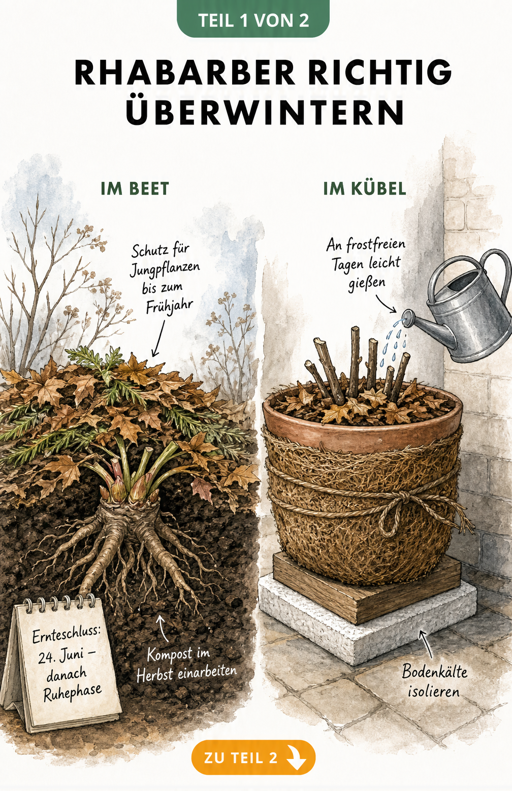 Illustration von Rhabarber im Winter: Links im Beet mit Laubschicht geschützt, rechts im isolierten Topf auf der Terrasse.