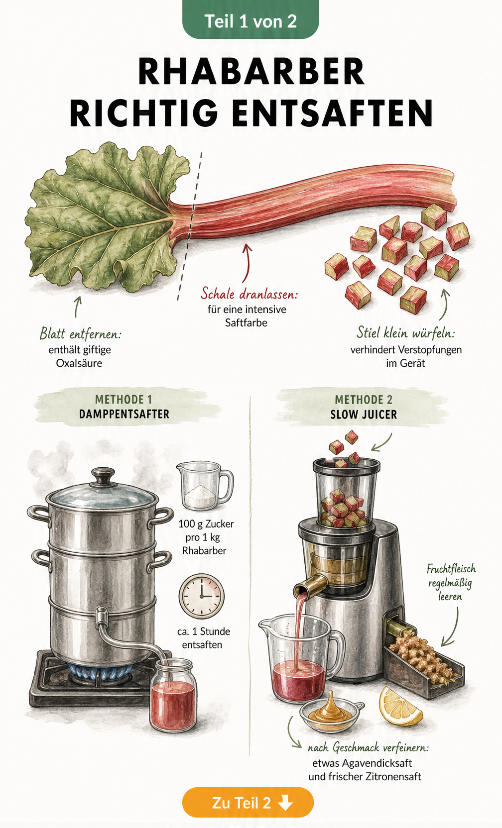 Illustration zur Vorbereitung von Rhabarber: Blatt entfernen wegen Oxalsäure, Schale für Farbe dranlassen und in Würfel schneiden. Darunter Dampfentsafter und...