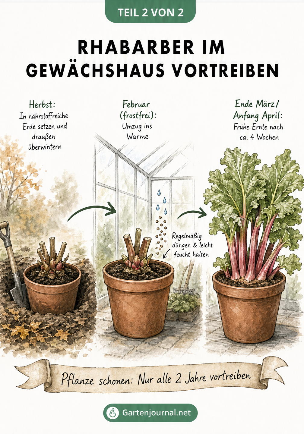Illustration zum Vortreiben von Rhabarber: Vom Einsetzen in den Topf im Herbst über den Umzug ins Gewächshaus im Februar bis zur frühen Ernte im April.