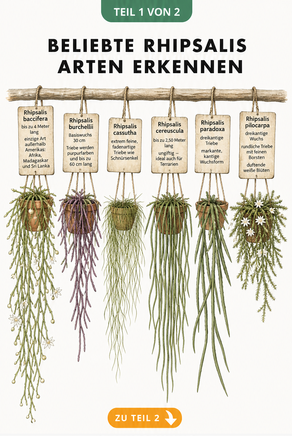 Botanische Illustration von sechs verschiedenen Rhipsalis-Arten im direkten Vergleich ihrer Triebstrukturen und Längen