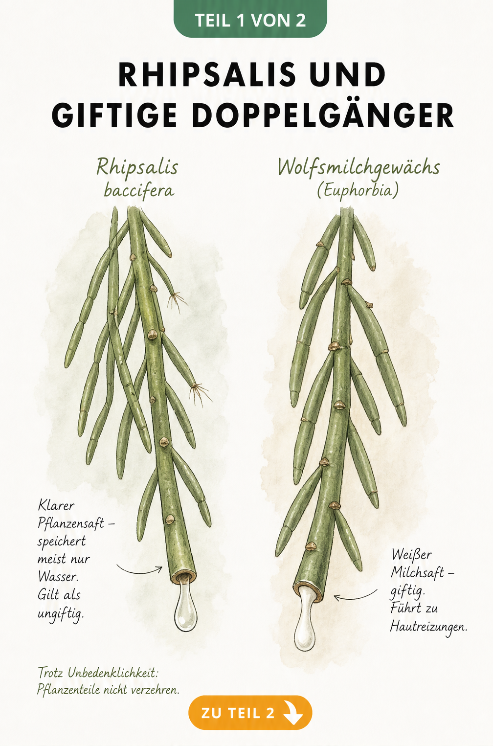 Illustration zweier Pflanzentriebe: Rhipsalis mit klarem, ungiftigem Wassertropfen und Euphorbia mit weißem, giftigem Milchsaft.