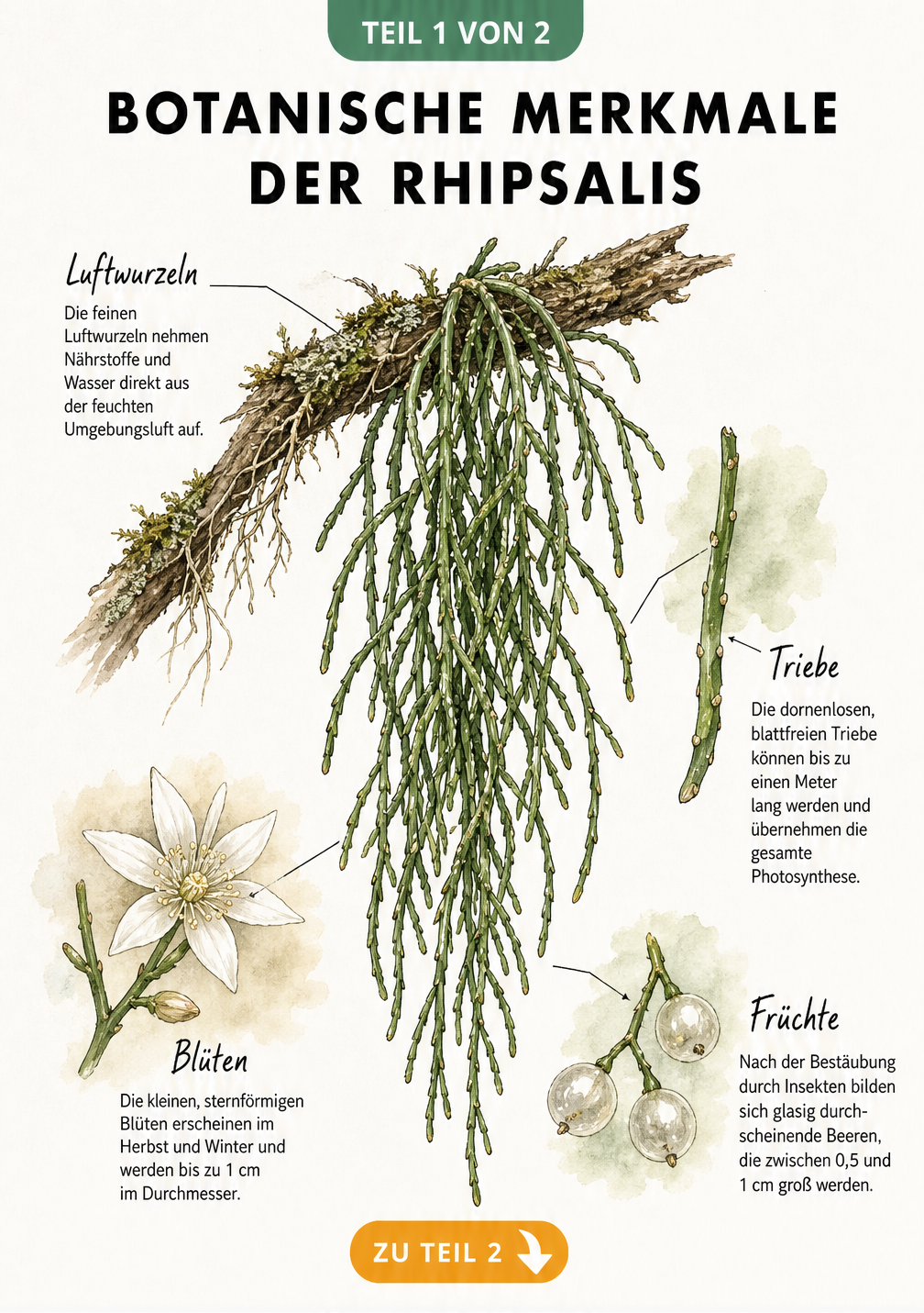 Botanische Illustration eines Rhipsalis-Kaktus mit Details zu Luftwurzeln, Trieben, Blüten und Früchten