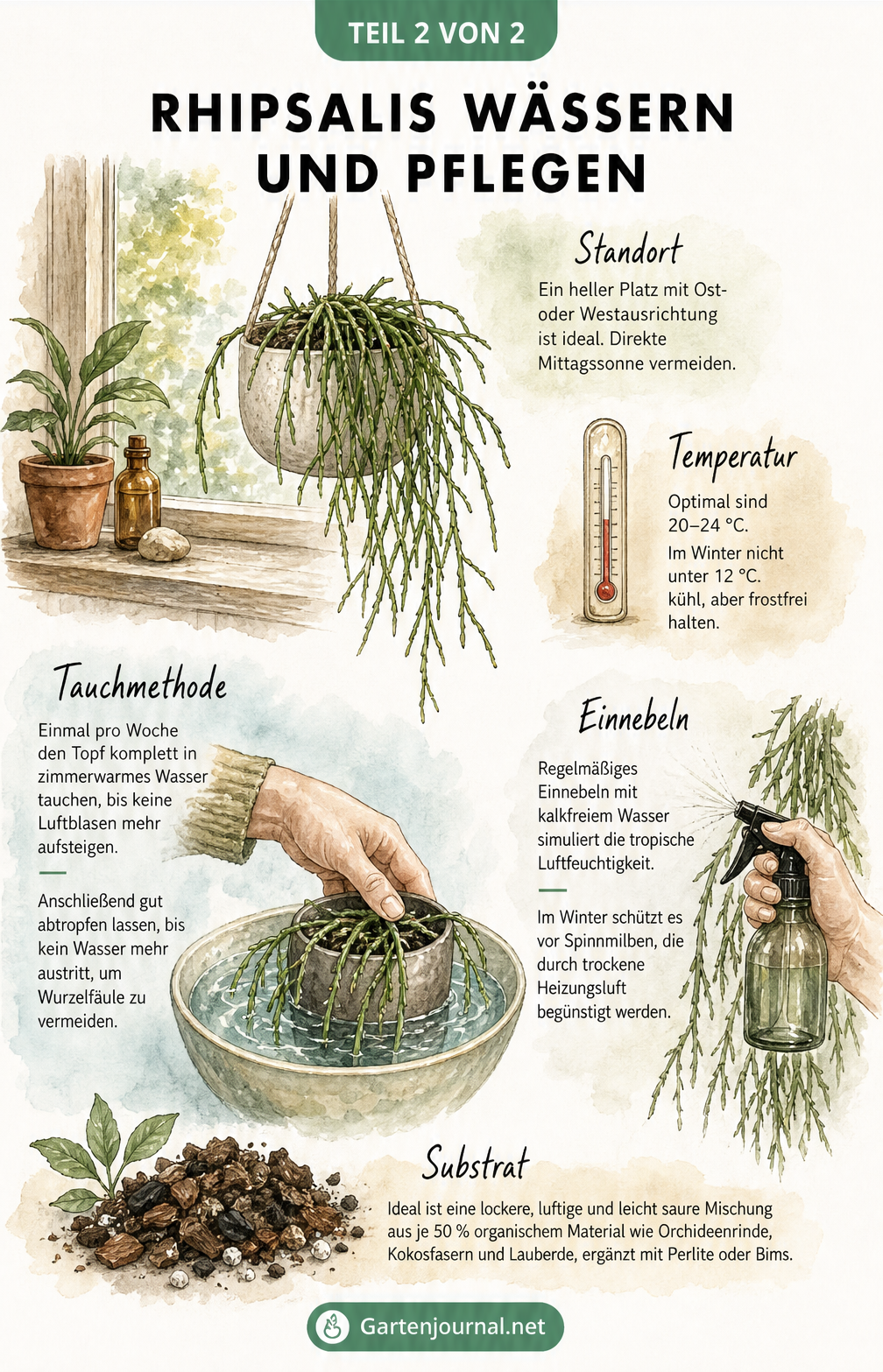 Aquarell-Illustration zur Pflege des Rhipsalis-Kaktus mit Standort, Tauchmethode und Besprühen
