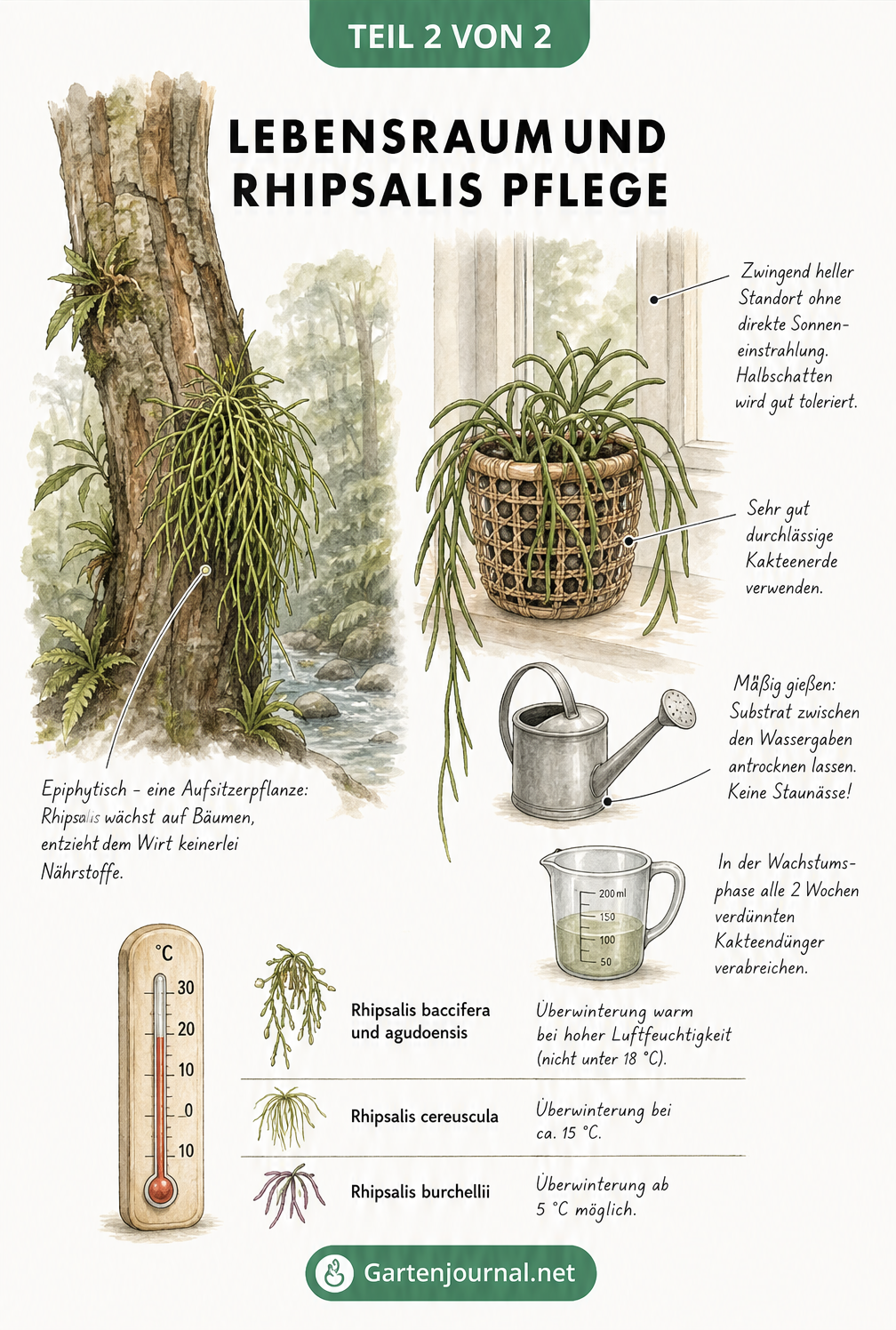 Illustration des natürlichen Lebensraums einer Rhipsalis am Baumstamm und ihrer Pflege als Zimmerpflanze im Pflanzkorb
