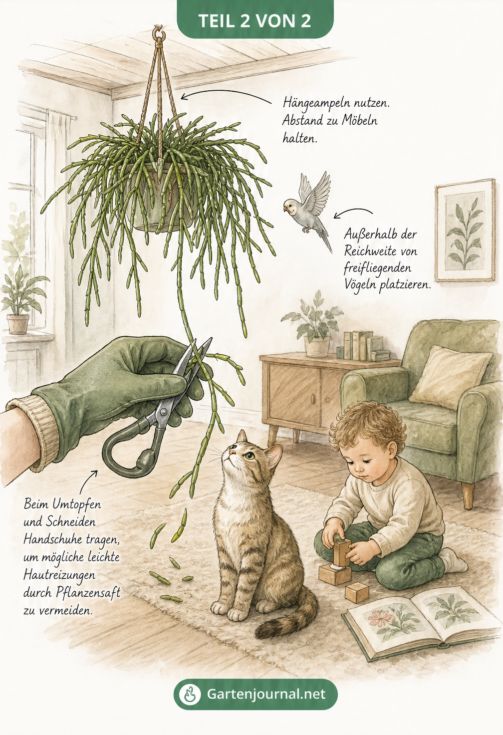 Aquarell-Zeichnung eines Wohnzimmers mit einer Rhipsalis in einer Hängeampel, sicher vor Katze und Kleinkind auf dem Boden.