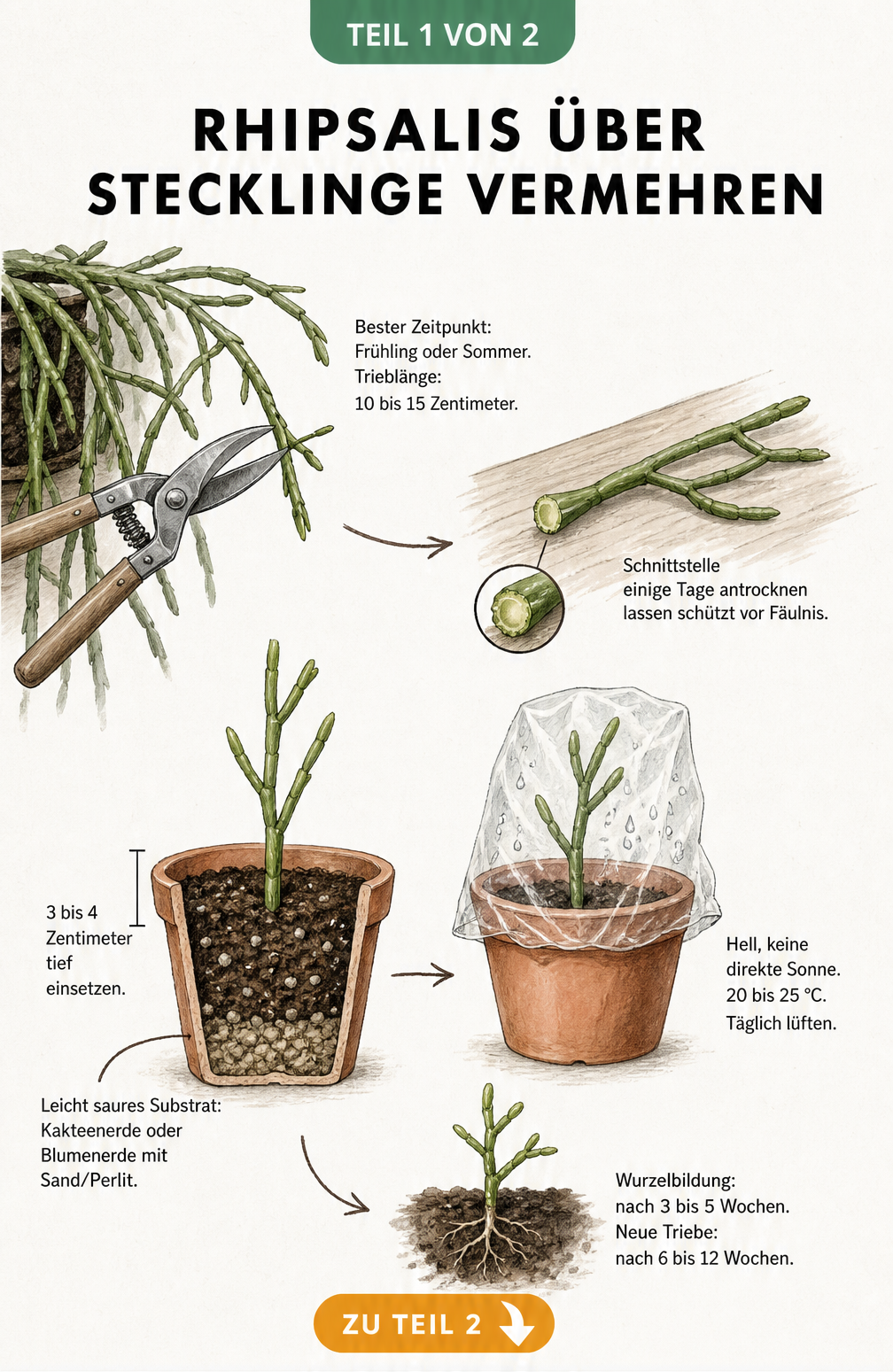 Botanische Illustration zur Vermehrung von Rhipsalis durch Stecklinge mit Gartenschere und Terrakottatopf